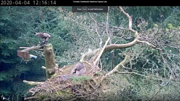 An osprey feeds on a fish next to a nest