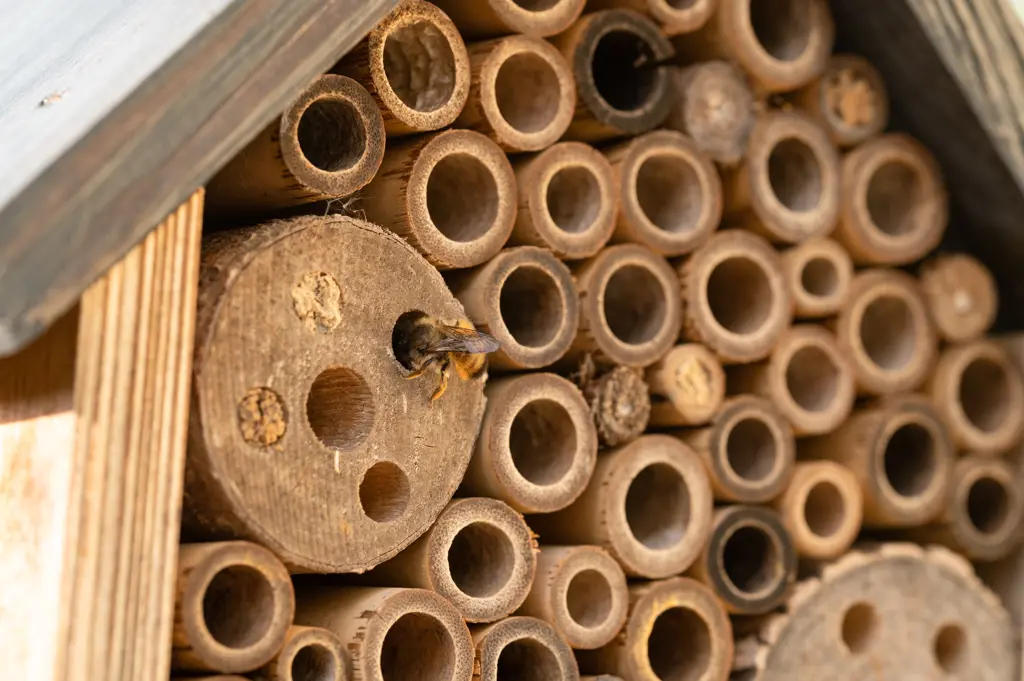 Bee and bamboo canes.
