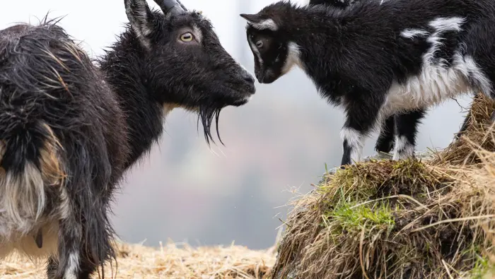 Two young goats face to face with an adult goat.