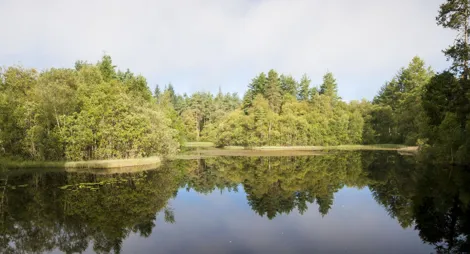 Drooping conifer branch