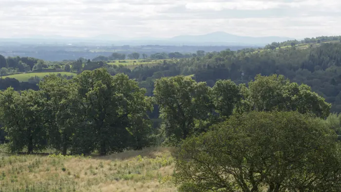 Rolling hills of mixed forest with long grass and shrubs