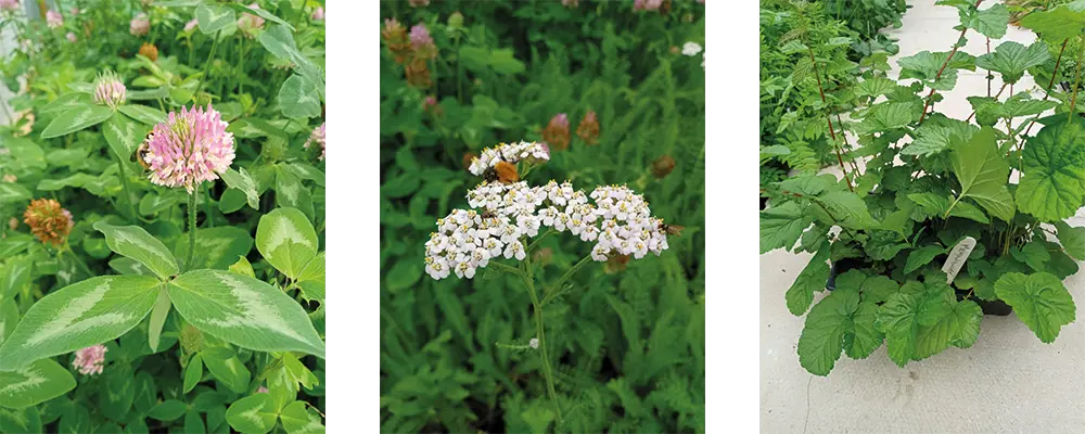 three species of wildflowers