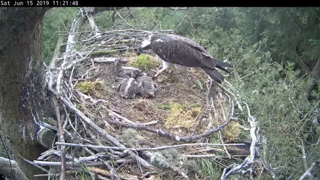 Osprey family in a nest