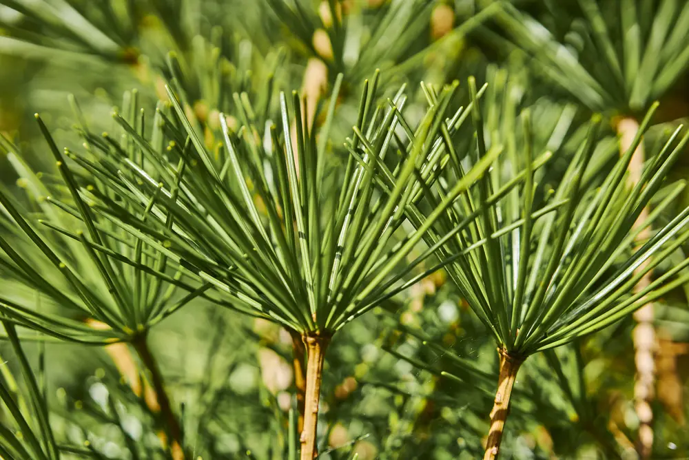 National Conifer Week