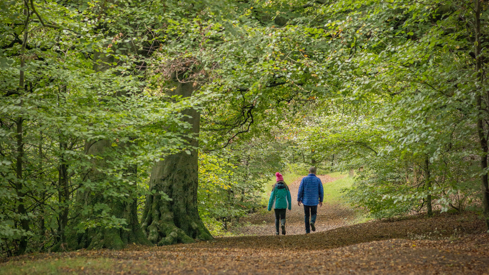 Two people walking on a leafy path.