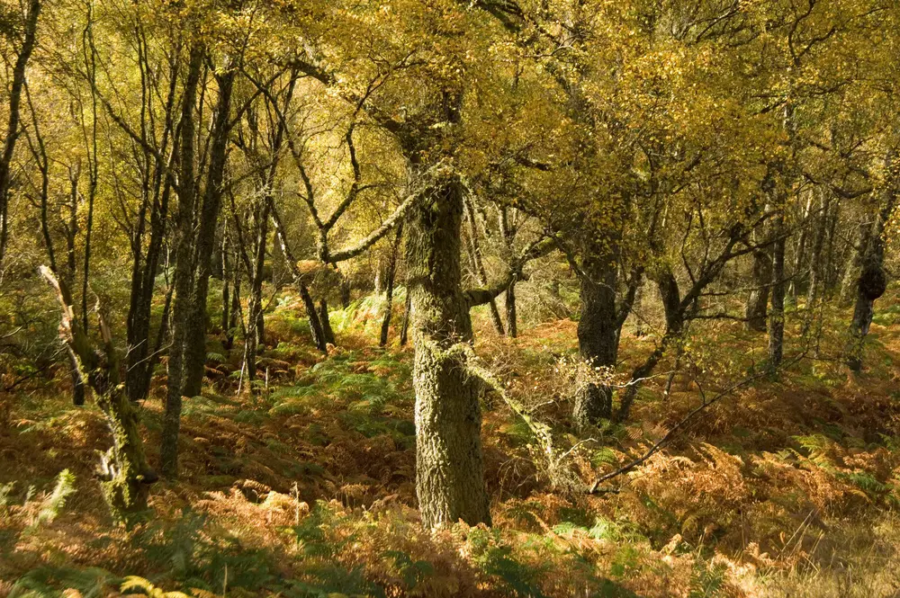 Birch woodland with ground covered in green plants