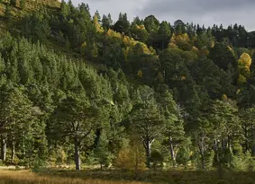 Trees on a hillside