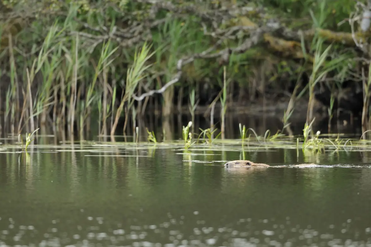 Beaver swimming in loch