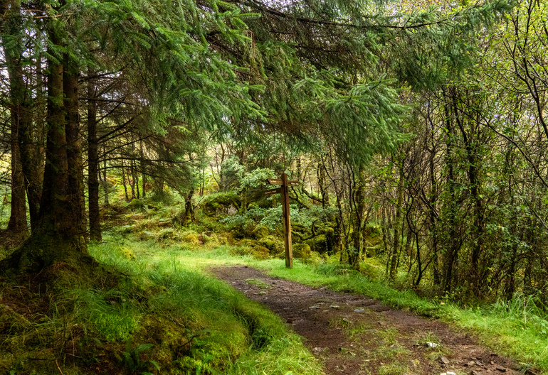 a path through mixed forest with a wooden sign 