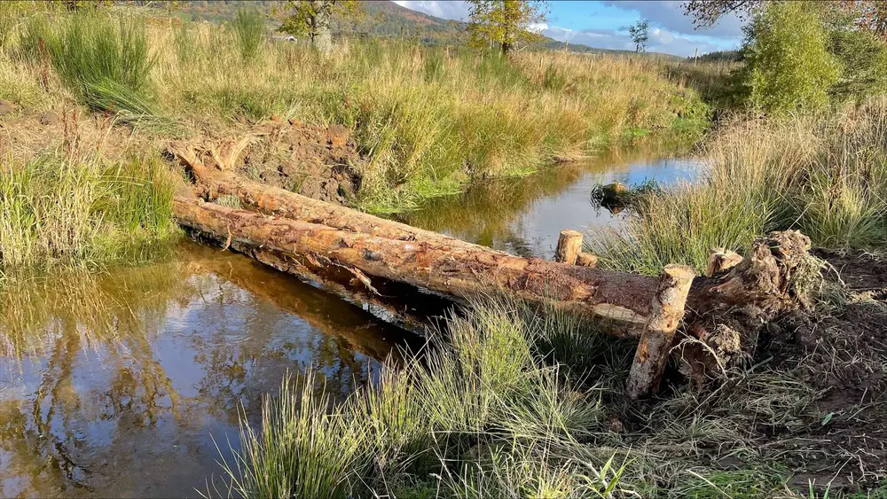 A large pine tree over a river 