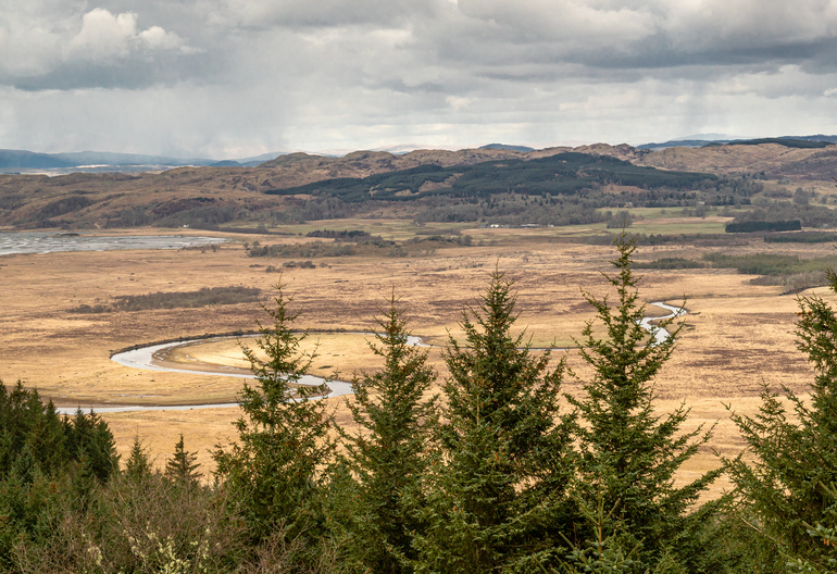 Views of marsh over pine trees
