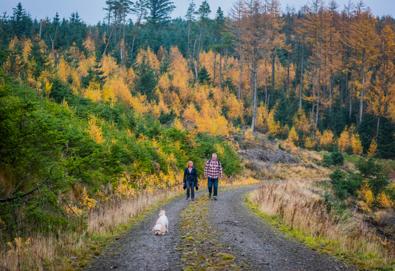  Man and woman with dog walk uphill on gravel path with bank of gold and green trees beside, Cademuir Forest, near Peebles