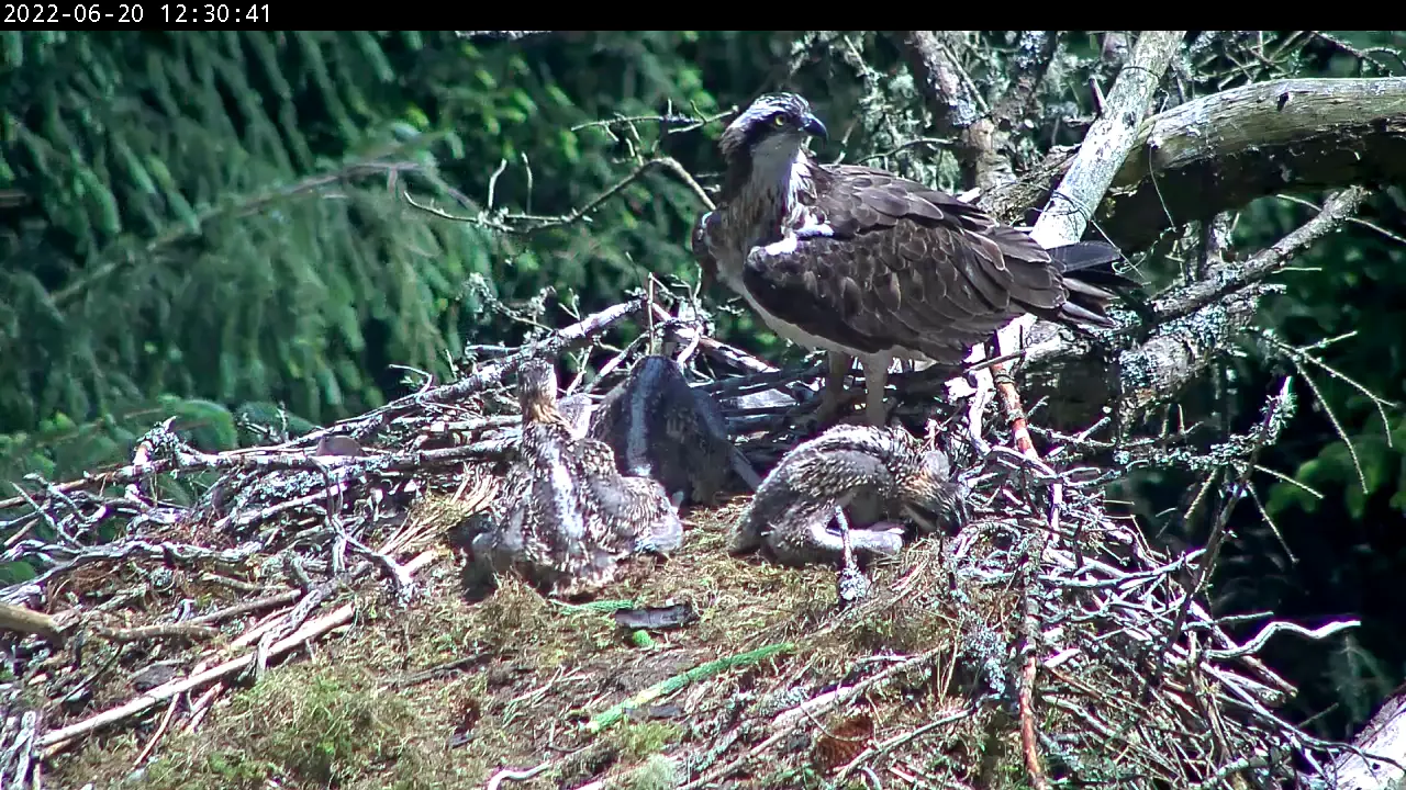 Osprey chicks in a nest