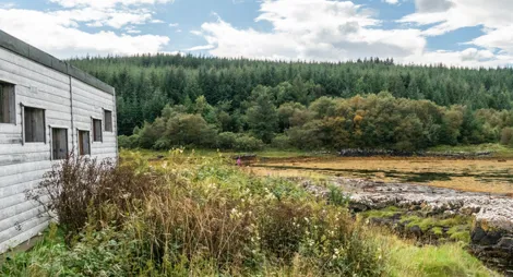 Drooping conifer branch