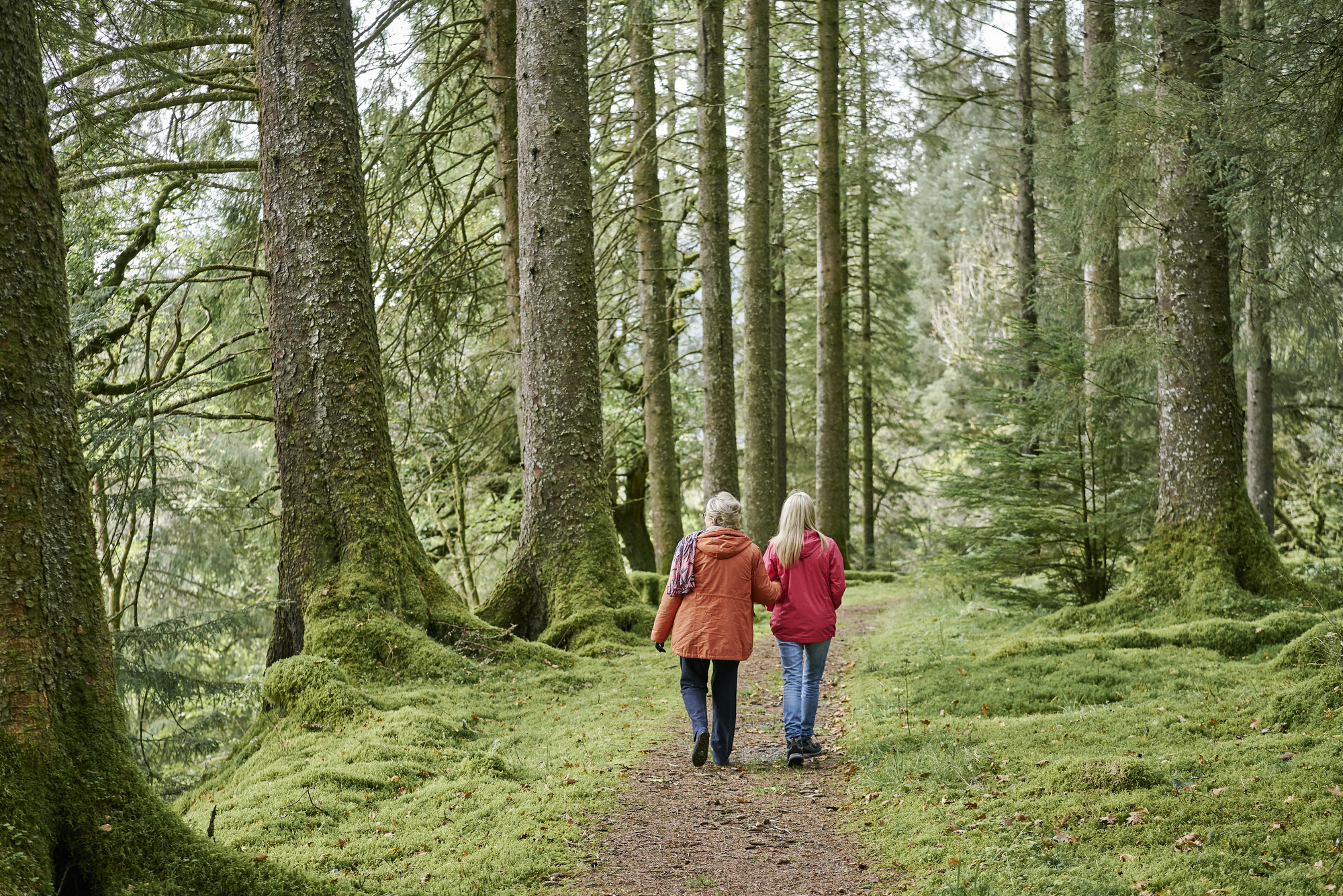  Rear view of mature woman and younger woman walking arm in arm on tree lined woodland path, Glenbranter Forest, near Cairndow