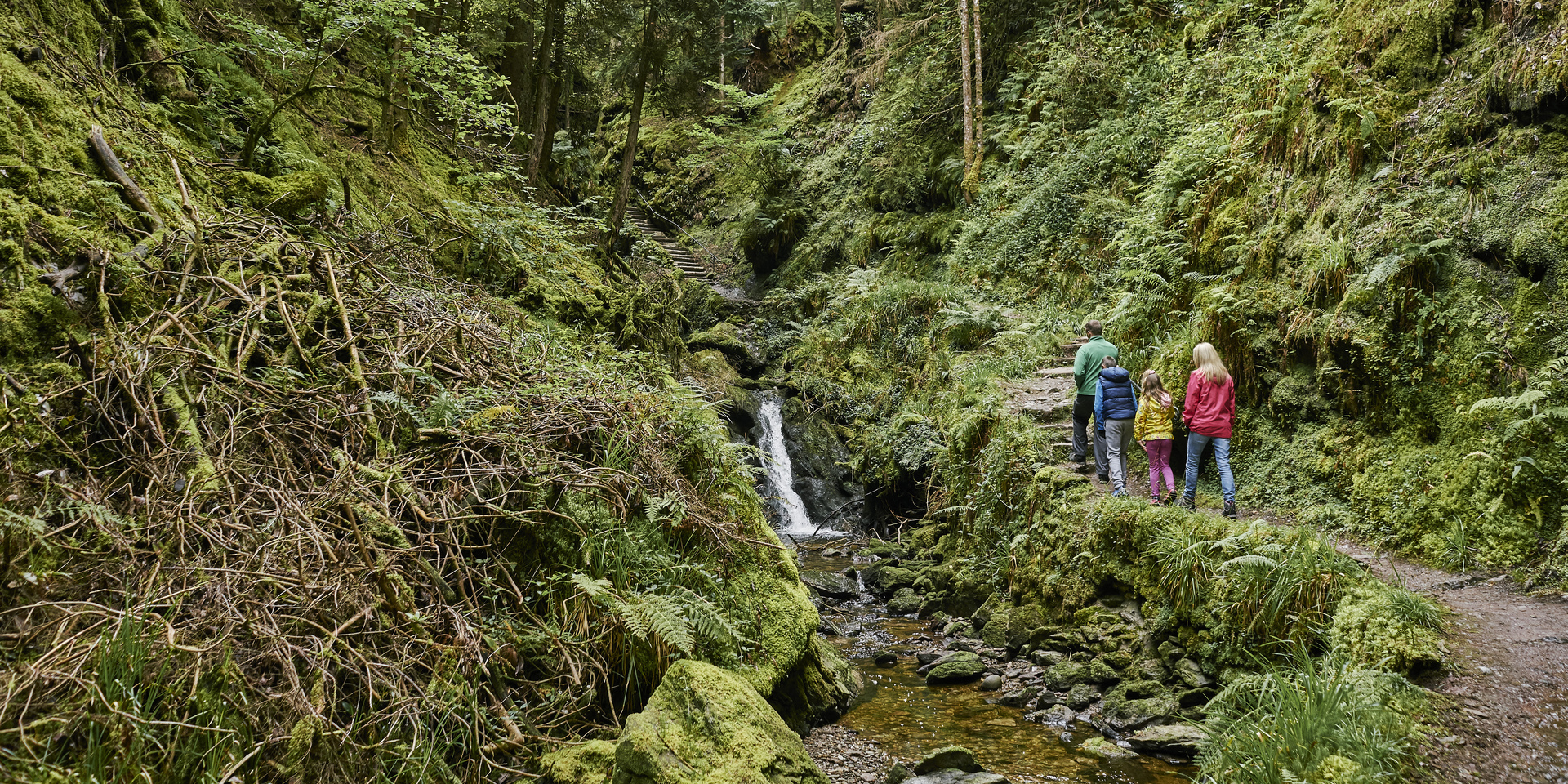 Drooping conifer branch