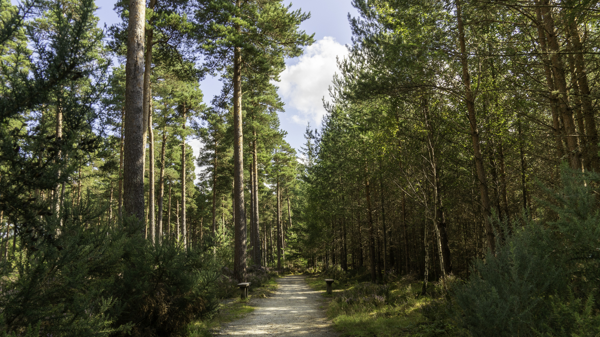 A path through a forest