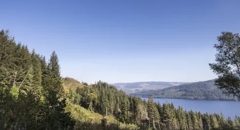 Drooping conifer branch