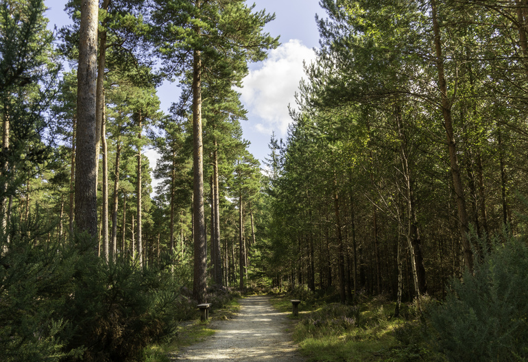 A walking path with benches in a pine forest