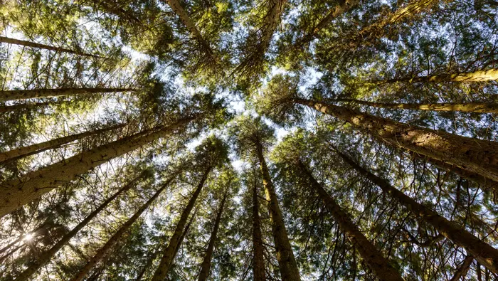Looking upwards at the canopy of tall trees.