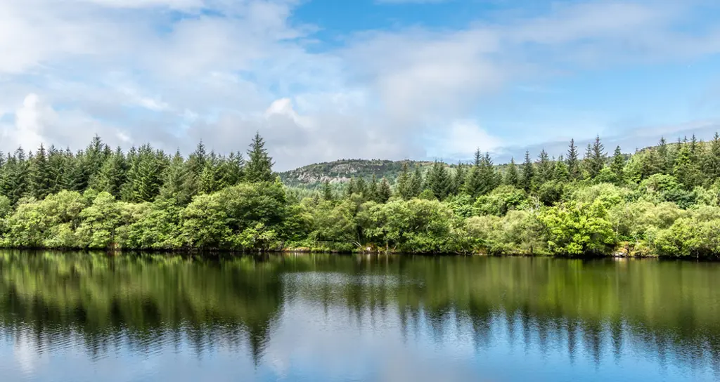 Trees over a calm loch with a reflection.