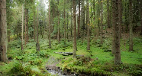 Drooping conifer branch