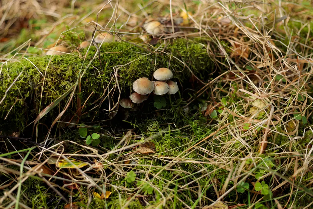 Sulphur tuft fungus on a moss covered log on the forest floor.