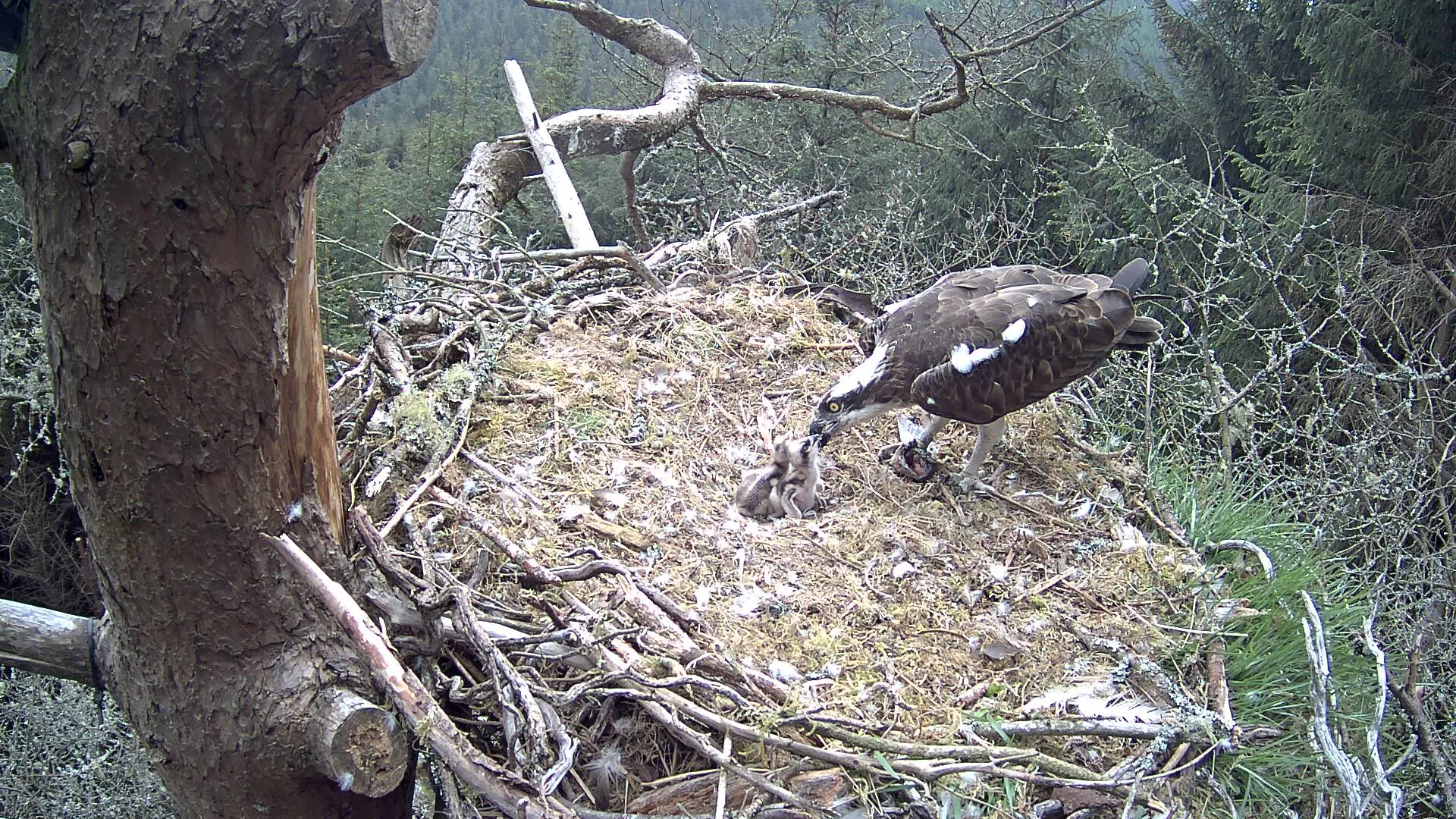 Osprey chicks feeding