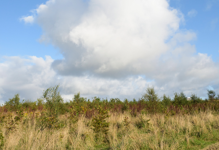 Young trees growing amongst tall, thick grass