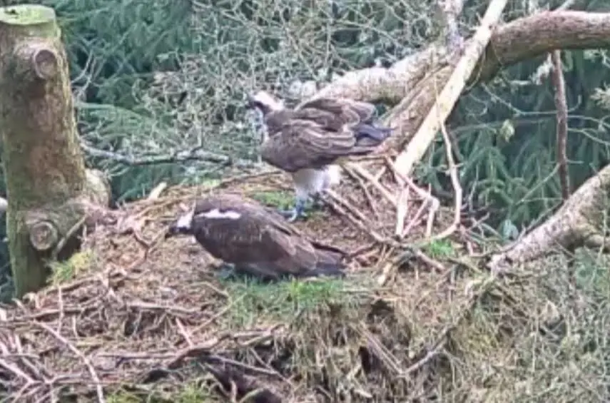 Two ospreys in a nest, both staring in same direction