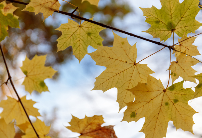 Close up on autumn leaves and sky.