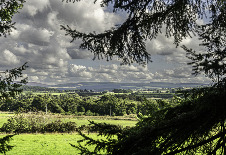 View over fields through trees