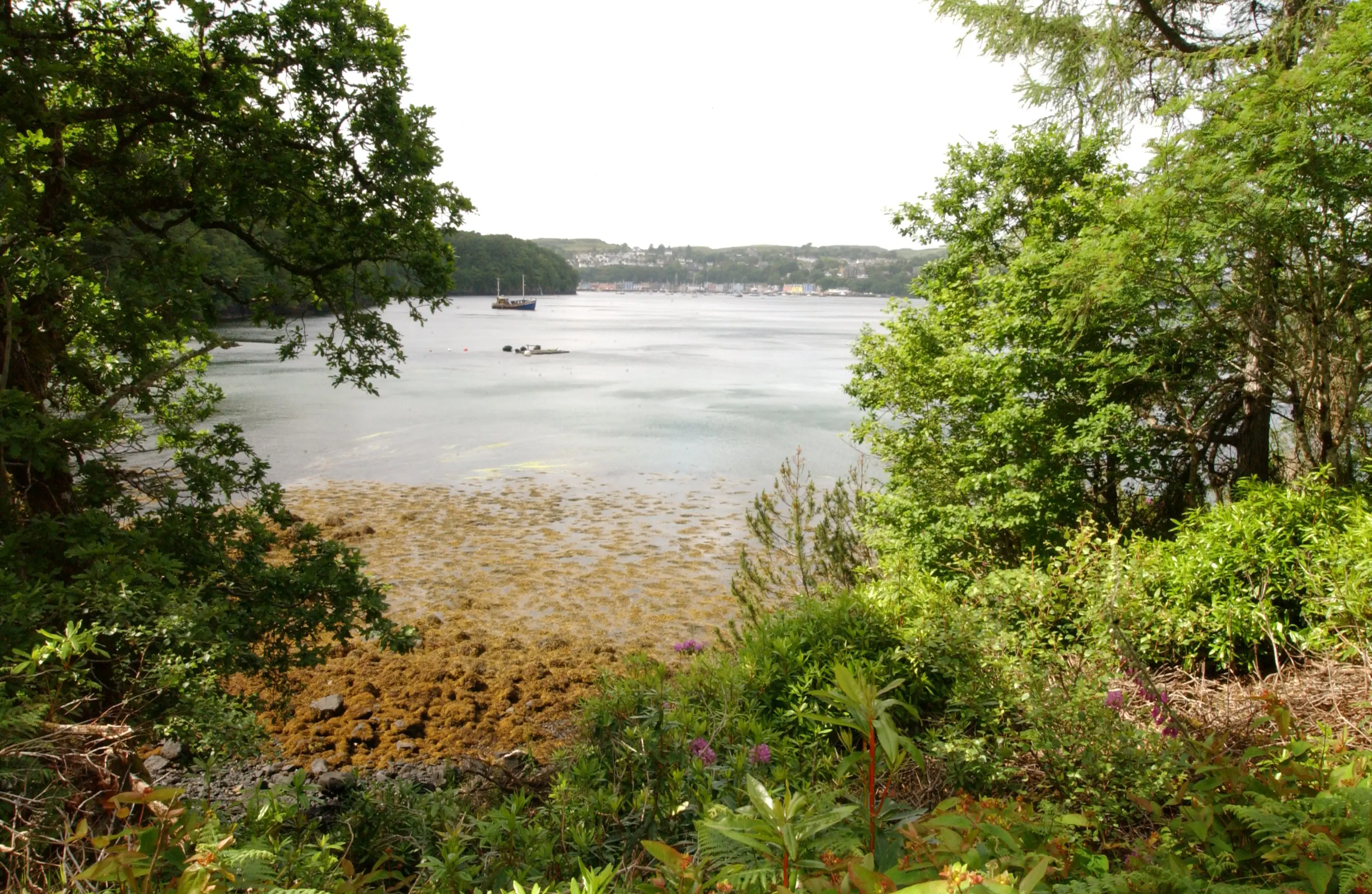 Marshy coast with trees and a calm loch behind