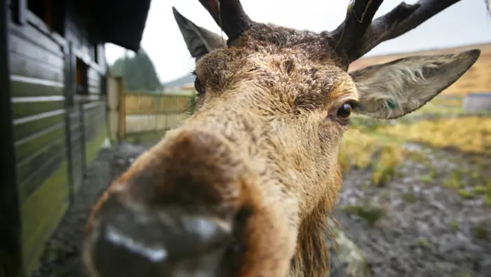 Close up of red deer stag.