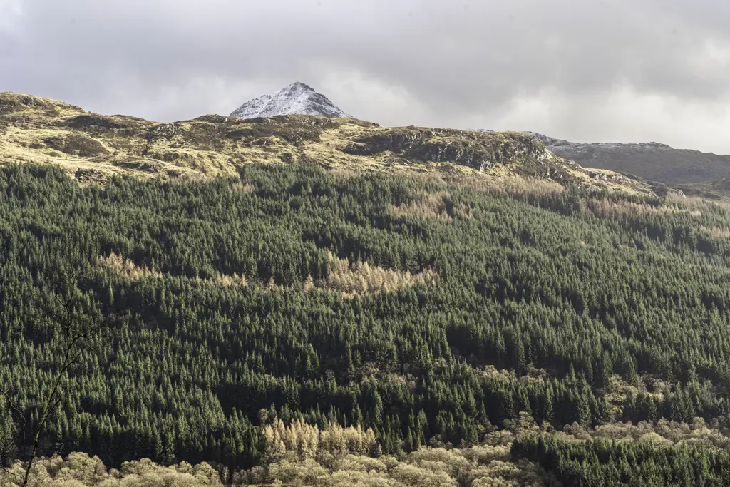 Forested hillside with snowy mountain in the background.