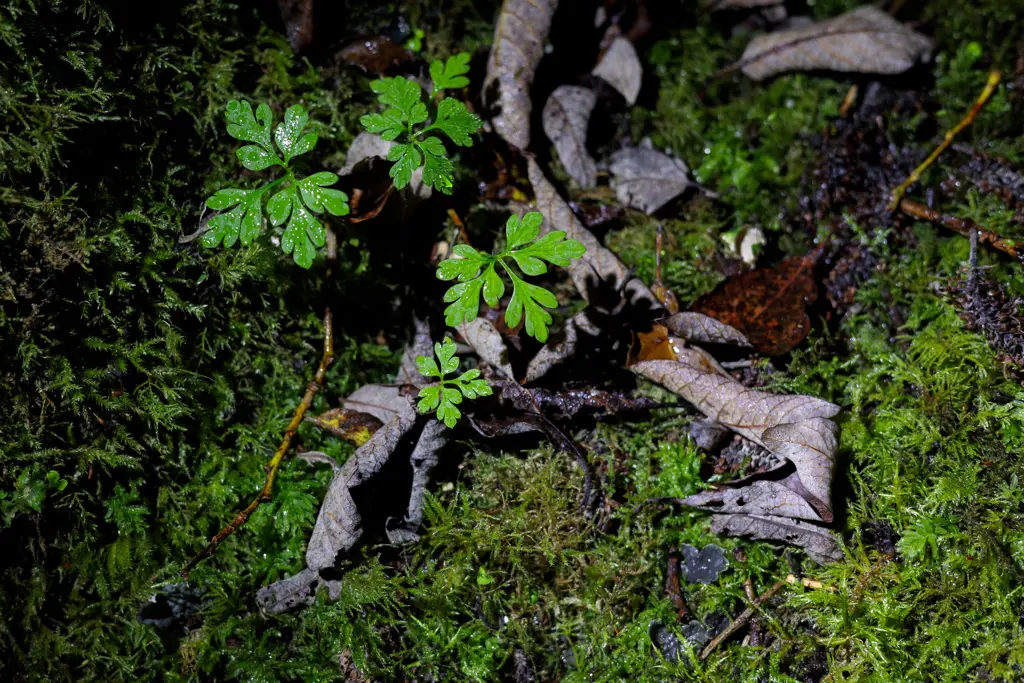 Plant with green leaves under LED light.