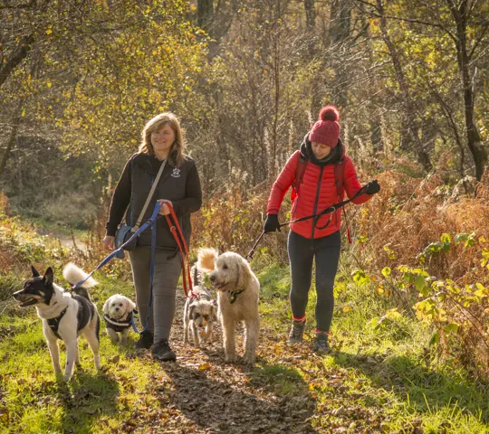 : Two women walking group of dogs on woodland path, Windyhill, Renfrewshire Woods, near Johnstone
