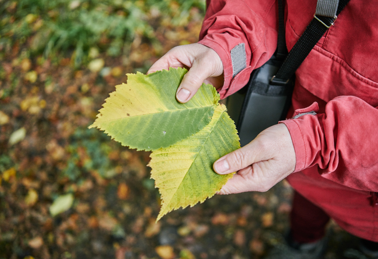 Close up of person in red jacket holding two large green-yellow tree leaves.