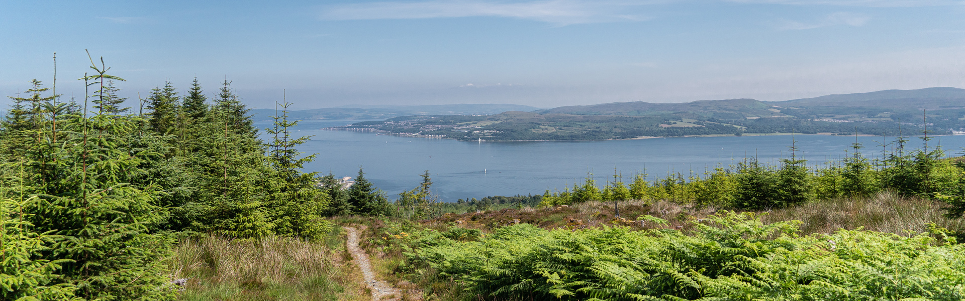 Drooping conifer branch