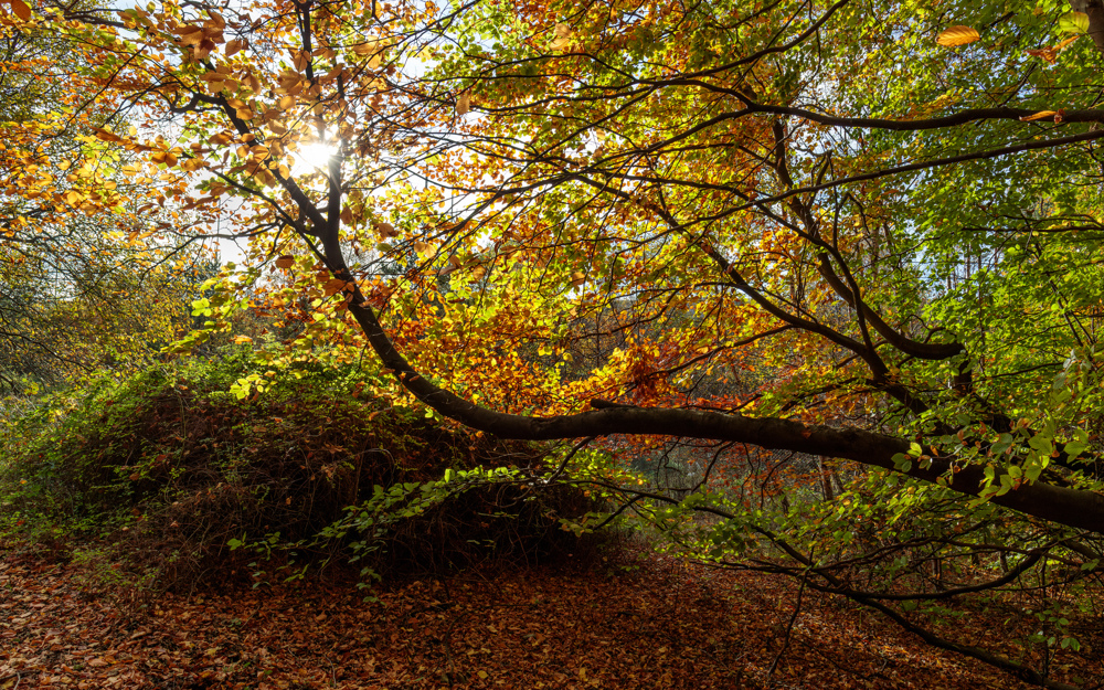 Large branch with backlit autumn leaves of gold, green and orange.