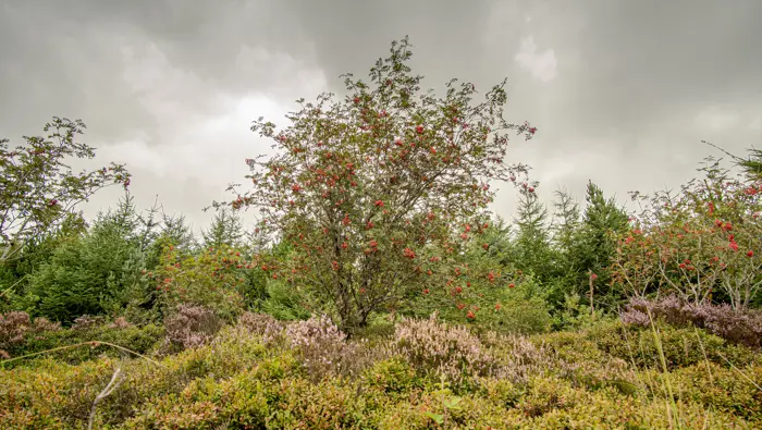 A mixed woodland with heather