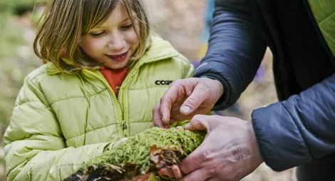 Drooping conifer branch