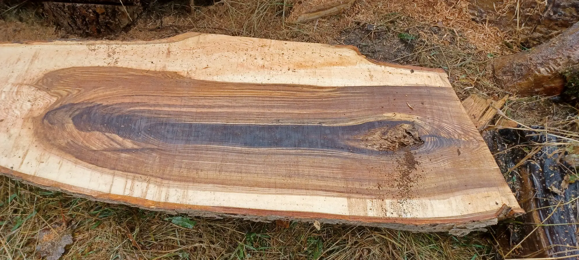 A cut of wood sitting on the forest flood