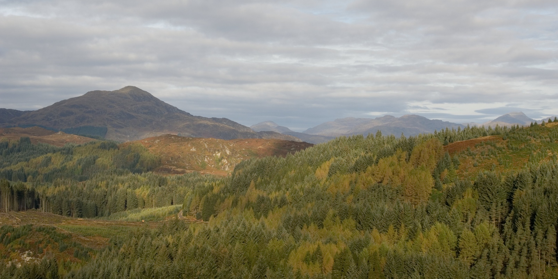 Close up of tree bark