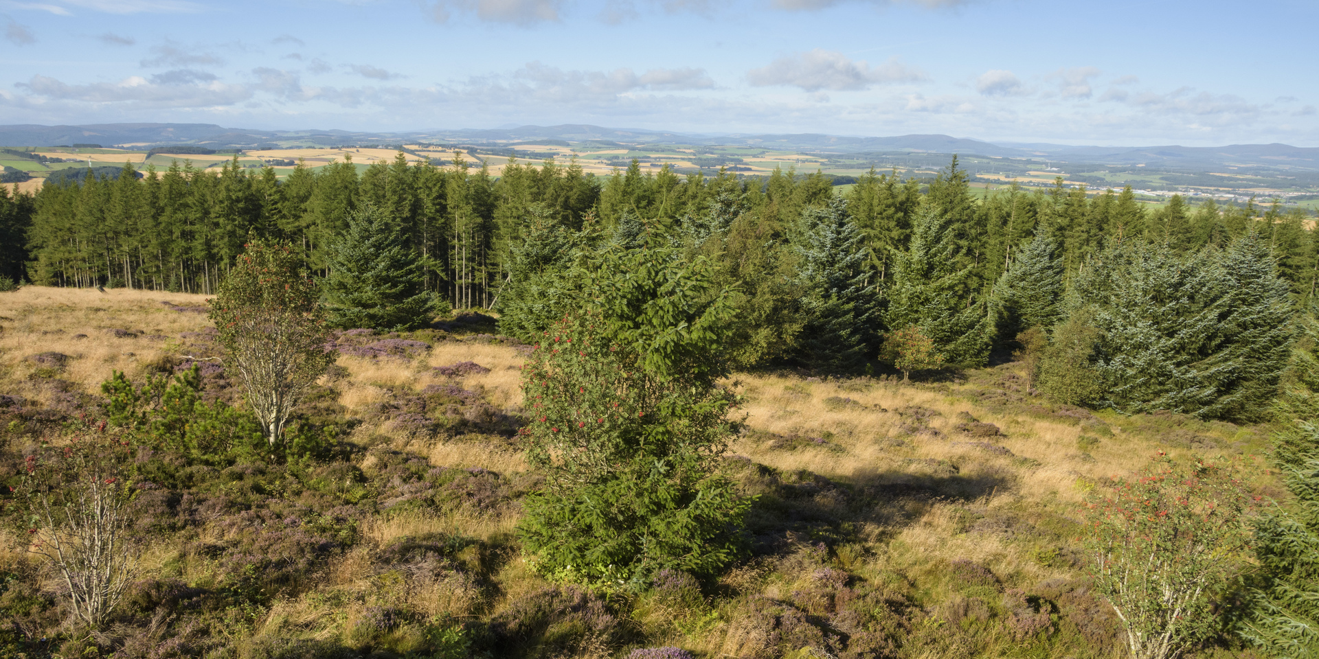 Drooping conifer branch