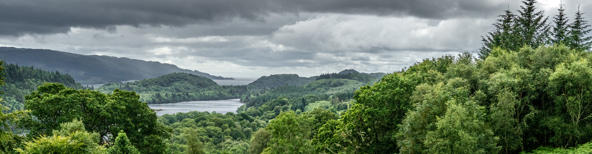 Drooping conifer branch