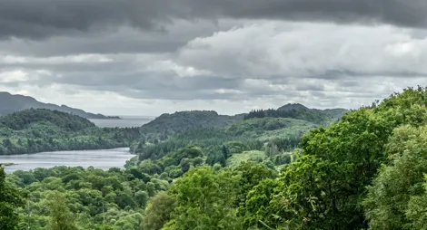 Drooping conifer branch