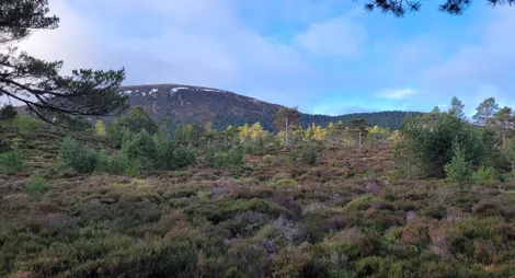 Drooping conifer branch
