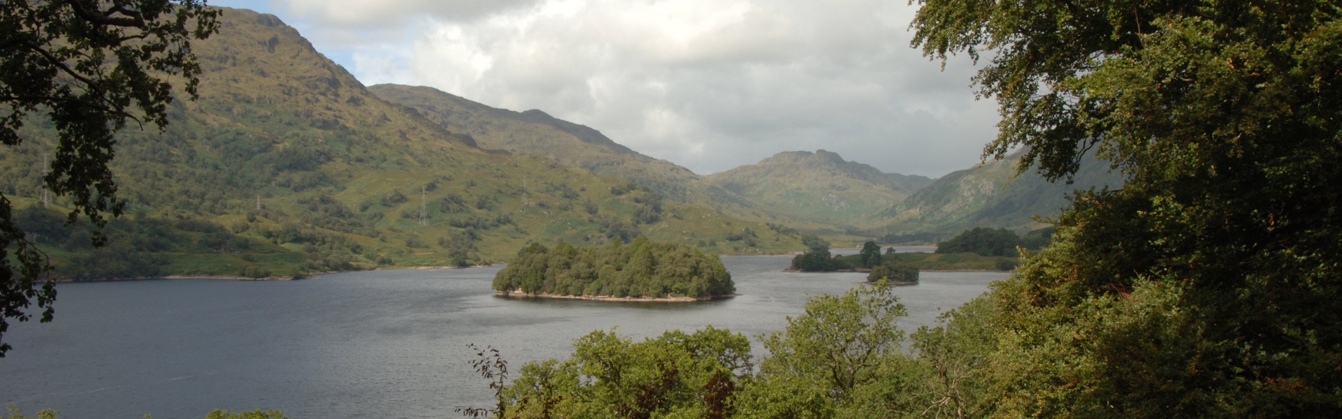 Drooping conifer branch