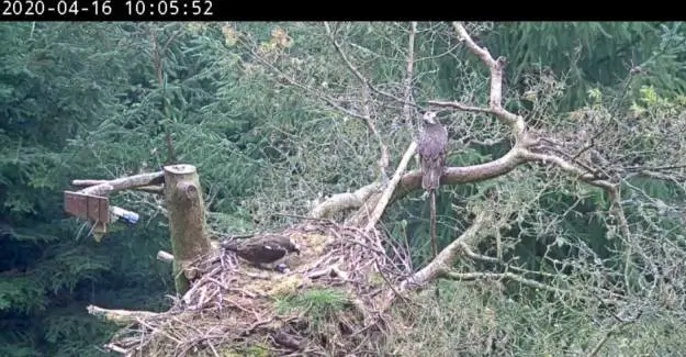 A female osprey stands over an egg in a nest